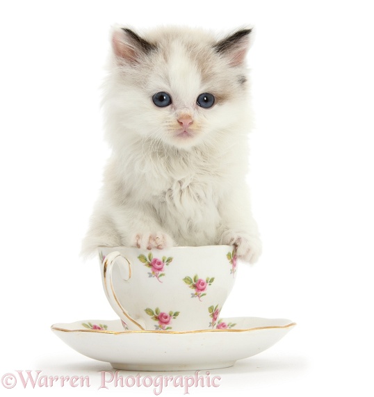 Colourpoint kitten in a tea cup, white background