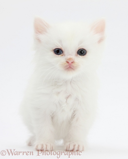 Poor little white kitten with weepy eyes, white background