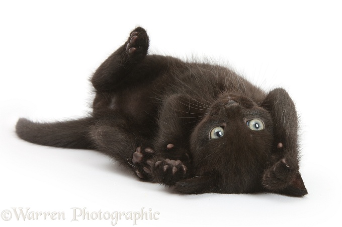 Black kitten, 7 weeks old, rolling on its back, white background