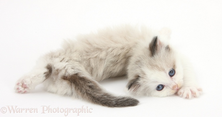 Playful colourpoint kitten rolling and turning, white background