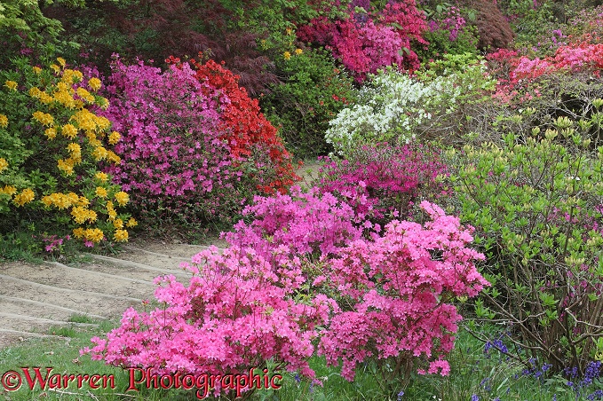 Colourful Azalea flowers.  Surrey, England