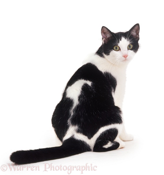 Black-and-white female cat, Marge, looking over her shoulder, white background