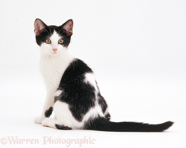 Black-and-white kitten looking over its shoulder, white background