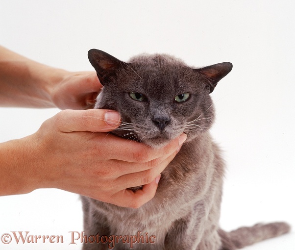 Elderly Blue Burmese cat, Monty, enjoying some tender stroking, white background