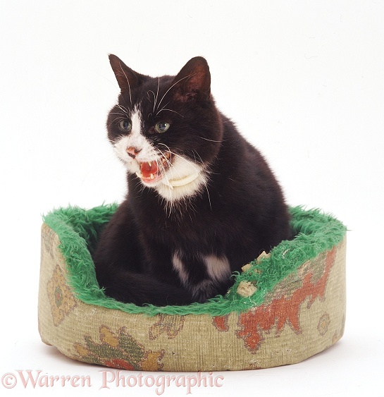Elderly black-and-white cat, George, 13 years old, in a cat bed, white background