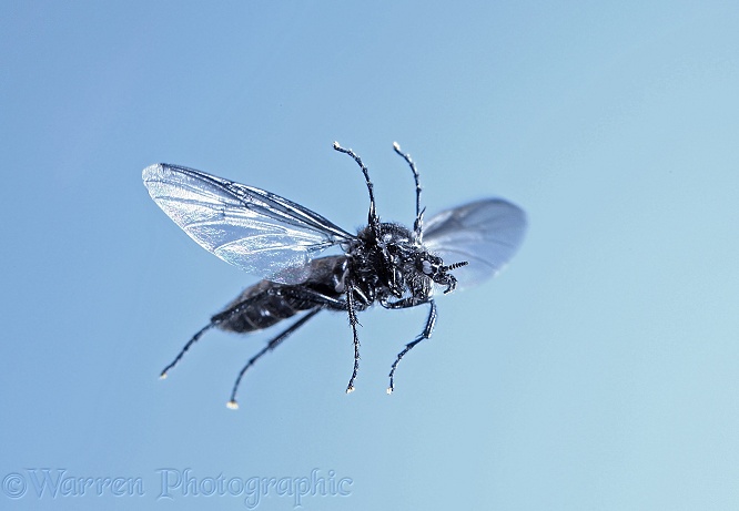 St Mark's Fly (Bibio marci) female in flight