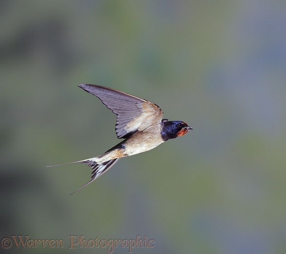 Barn Swallow (Hirundo rustica) bringing food to the nest