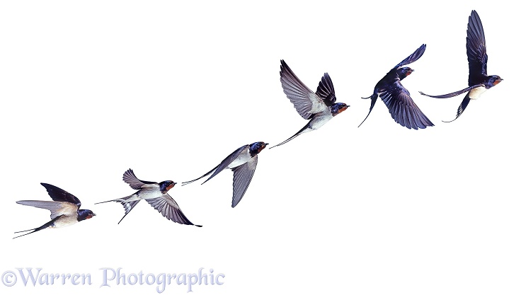 Barn Swallow (Hirundo rustica) flight sequence, white background