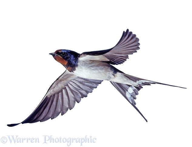 Barn Swallow (Hirundo rustica) bringing food to the nest, white background