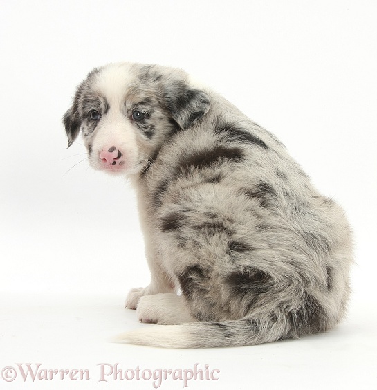 Merle Border Collie puppy, 6 weeks old, looking over his shoulder, white background