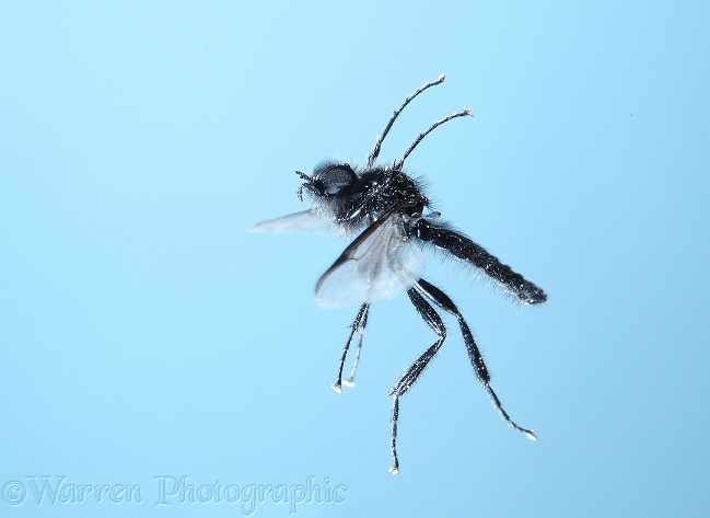 St Mark's Fly (Bibio marci) male in flight