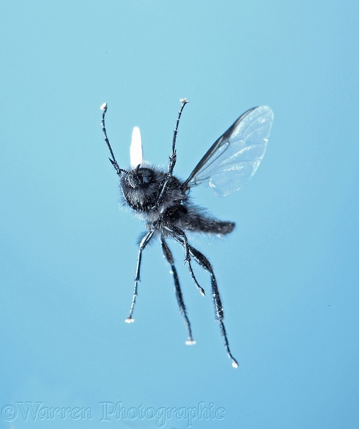 St Mark's Fly (Bibio marci) male in flight
