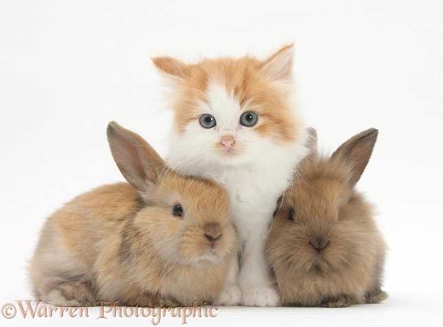 Ginger-and-white kitten baby rabbits, white background