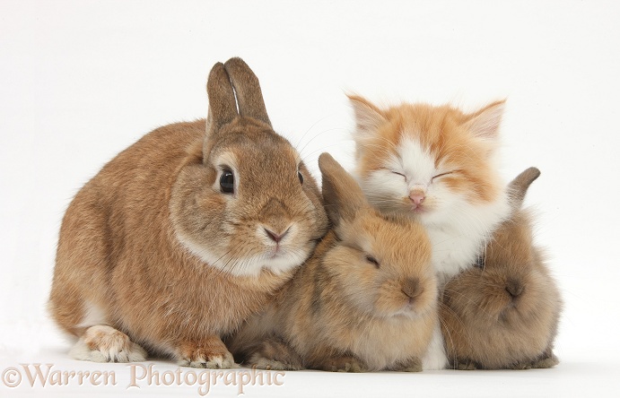 Ginger-and-white kitten, sandy Netherland dwarf-cross rabbit, Peter, and baby Lionhead cross rabbits, white background