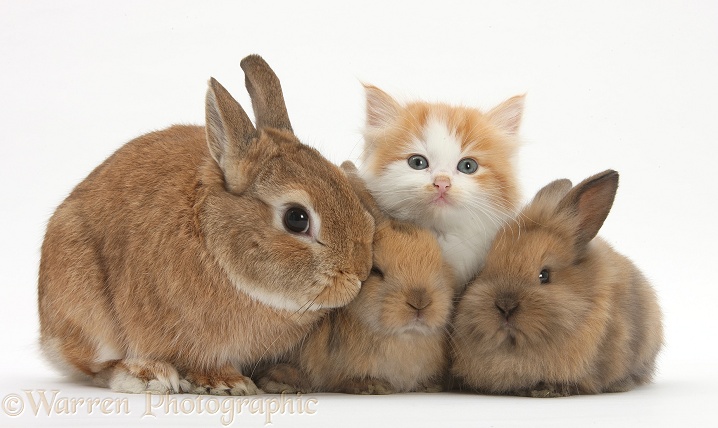 Ginger-and-white kitten, sandy Netherland dwarf-cross rabbit, Peter, and baby Lionhead cross rabbits, white background