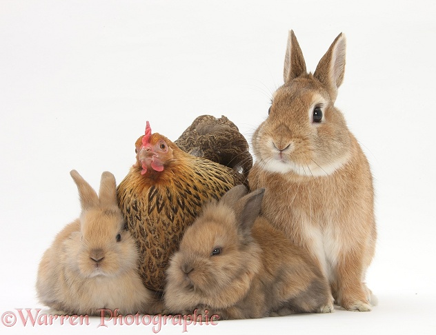 Partridge Pekin Bantam with Sandy Netherland dwarf-cross rabbit, Peter, and baby Lionhead cross rabbits, white background