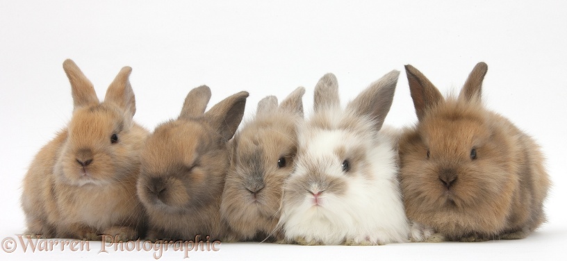 Five baby Lionhead-cross rabbits, white background