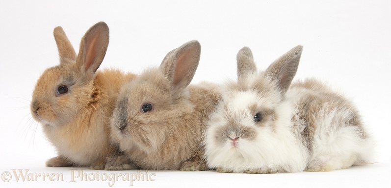 Three baby Lionhead-cross rabbits, white background