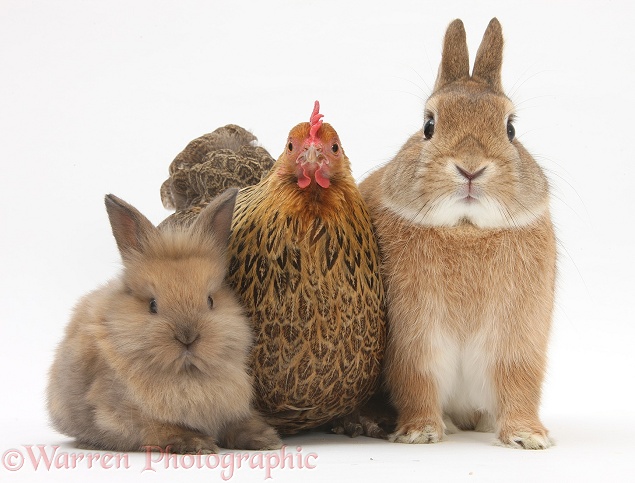 Partridge Pekin Bantam with Sandy Netherland dwarf-cross rabbit, Peter, and baby Lionhead cross rabbit, white background