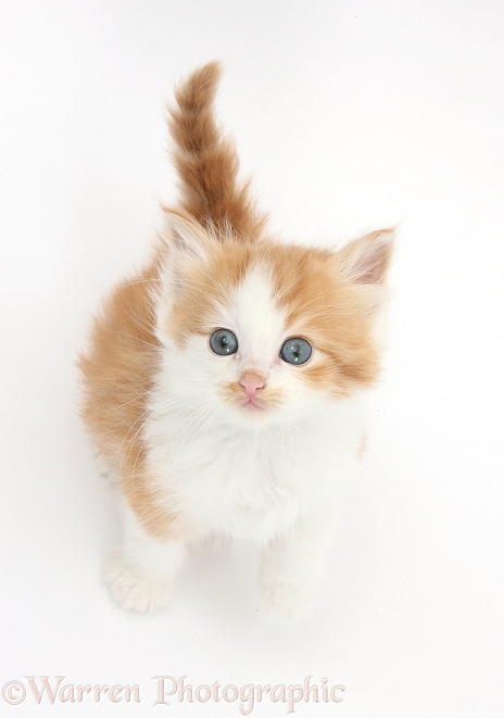 Ginger-and-white kitten looking up, white background