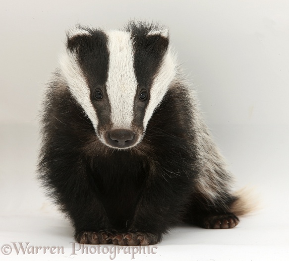 Young Badger (Meles meles), white background