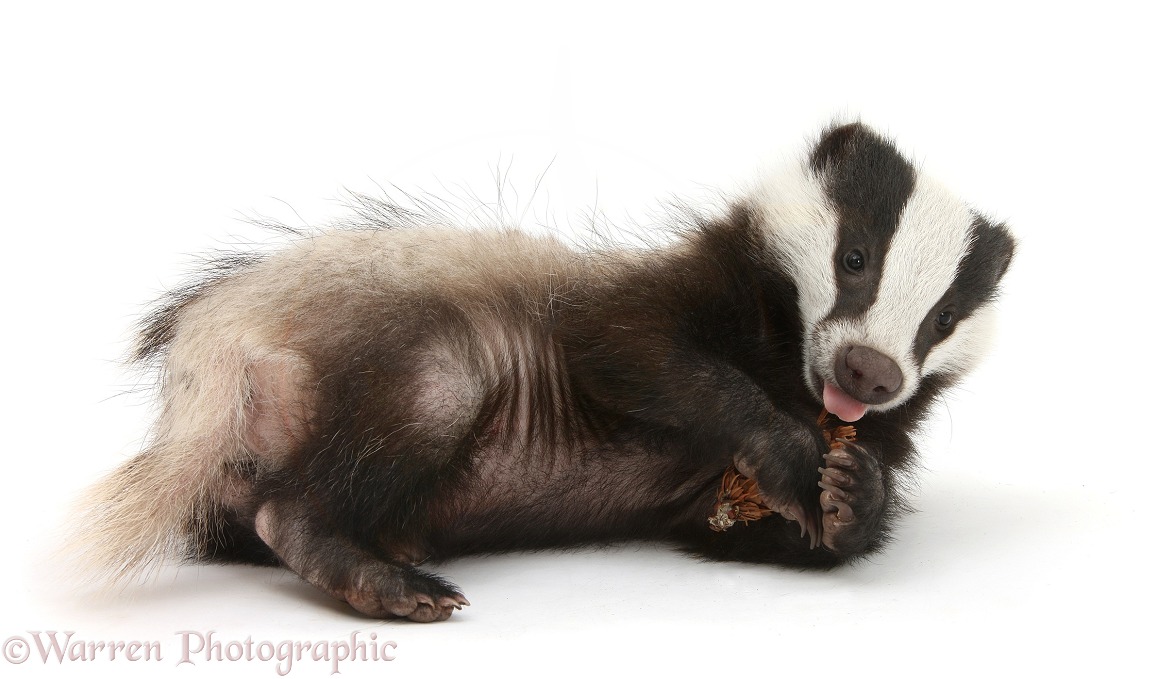 Two playful young Badger (Meles meles) with a fir cone, white background