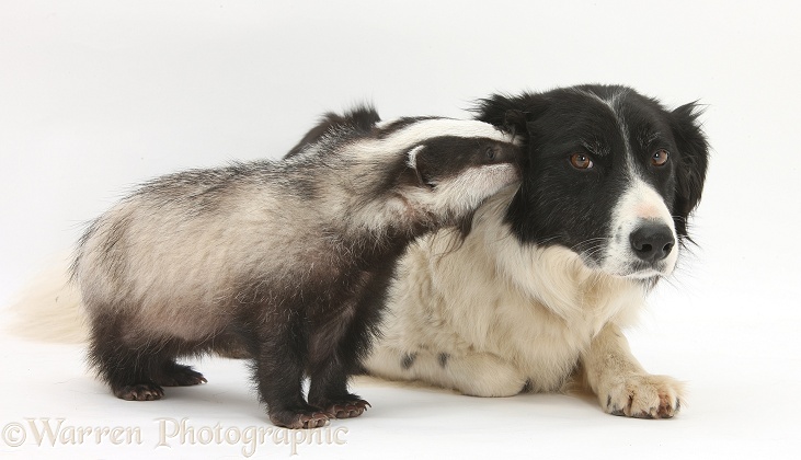 Young Badger (Meles meles) and black-and-white Border Collie, Phoebe, white background