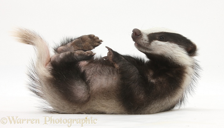 Two playful young Badger (Meles meles), white background