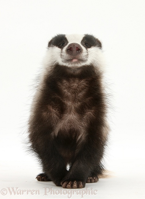 Young Badger (Meles meles), white background