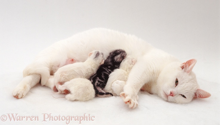 British Short-haired white mother cat, Thisbe, suckling her 1 day old kittens, by Silver Tabby Peregrine, white background