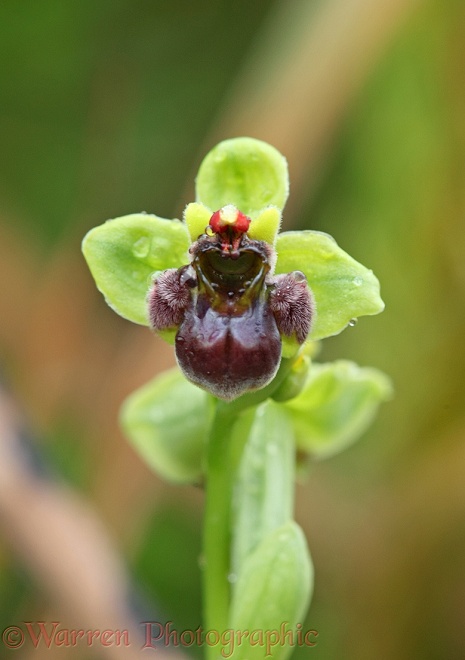 Bumblebee Orchid (Ophyrs bombyliflora)
