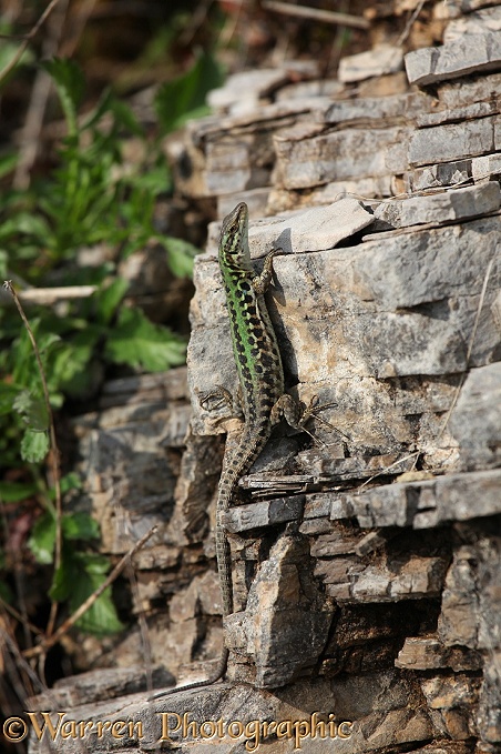 Italian Wall Lizard (Podarcis sicula) male