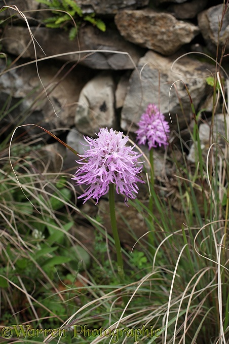 Naked Man Orchid (Orchis italica)