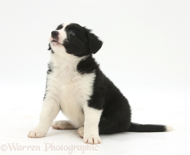Black-and-white Border Collie puppy, 6 weeks old, sitting, white background