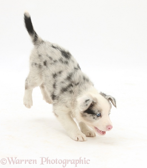 Playful merle Border Collie puppy, 6 weeks old, white background