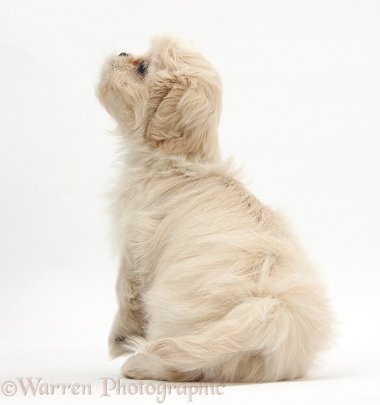 Cream Shih-tzu pup, Lilly, 7 weeks old, white background
