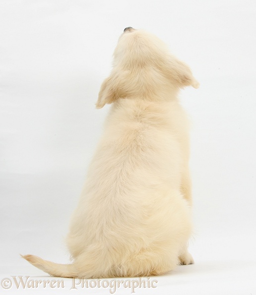 Golden Retriever pup, Daisy, 16 weeks old, back view, white background