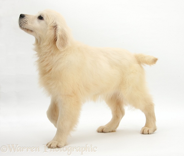 Golden Retriever pup, Daisy, 16 weeks old, walking across, white background