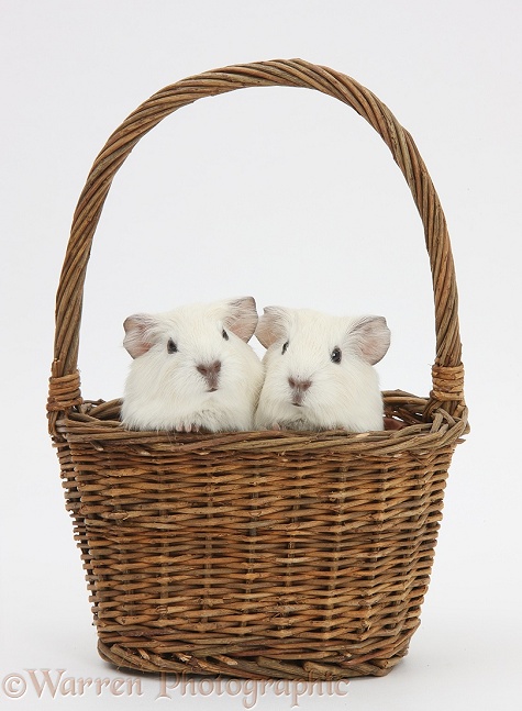 Baby white Guinea pigs in a wicker basket, white background