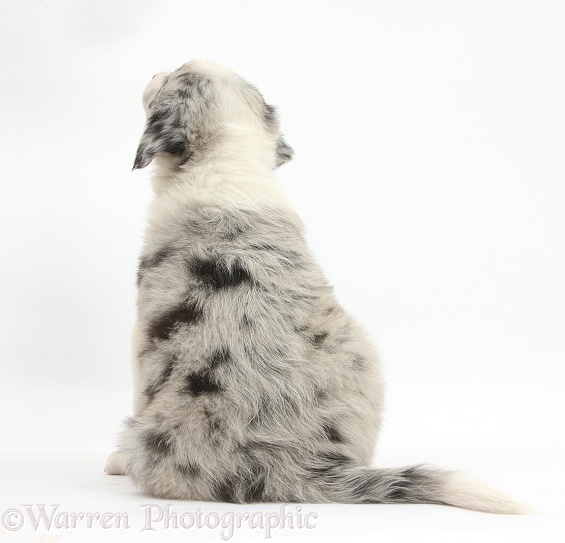 Merle Border Collie puppy, 6 weeks old, back view, white background