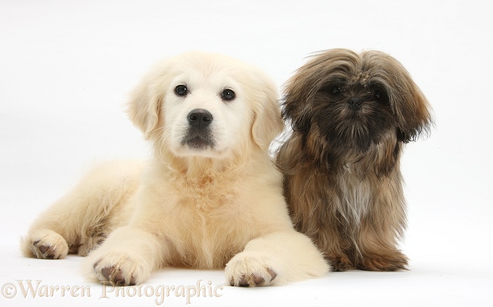 Golden Retriever pup, Daisy, 16 weeks old, with brown Shih-tzu, Coco, 5 months old, white background