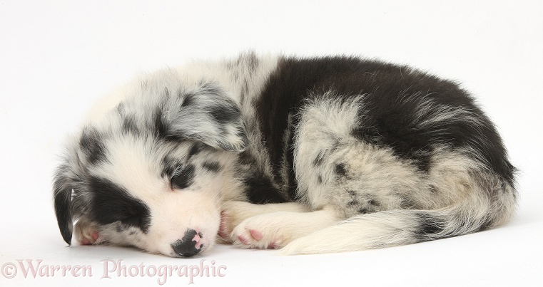 Sleeping Border Collie puppy, 6 weeks old, white background