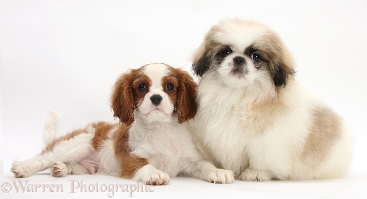 Blenheim Cavalier King Charles Spaniel pup, Harvey, 11 weeks old, with Parti colour Pekingese pup, Kiki, also 11 weeks old, white background