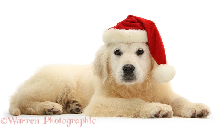 Yellow Labrador Retriever pup, Daisy, 16 weeks old, wearing a Father Christmas hat, white background