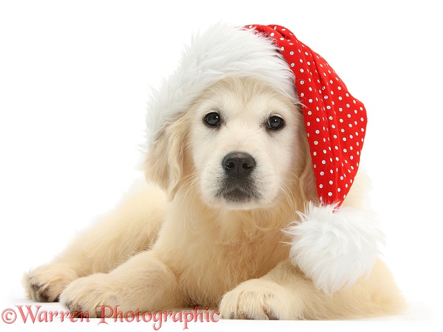 Yellow Labrador Retriever pup, Daisy, 16 weeks old, wearing a Father Christmas hat, white background