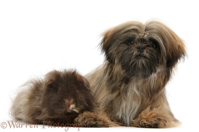 Brown Shih-tzu, Coco, 5 months old, with shaggy Guinea pig, white background