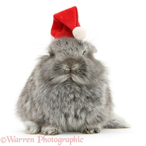 Young Silver Lionhead rabbit wearing a Father Christmas hat, white background