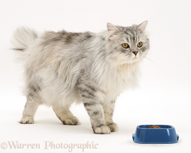Chinchilla Persian cat, Horace, with food in a plastic bowl, white background