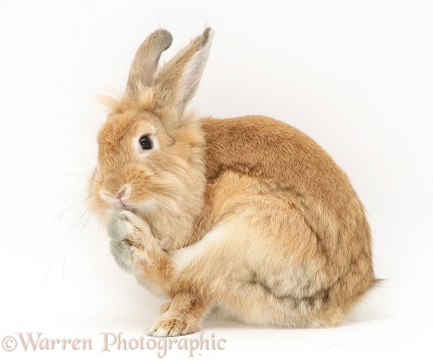 Sandy Lionhead Dwarf rabbit grooming his foot, white background