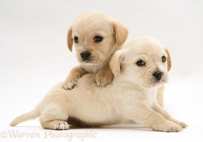 Westie x Cavalier pups, white background